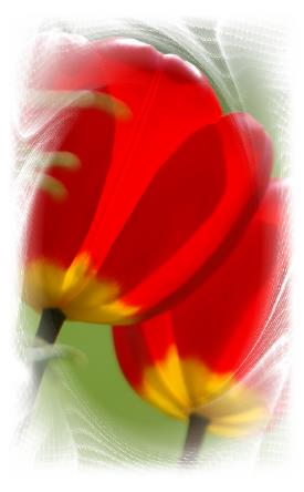 tulpe